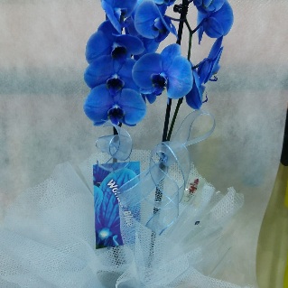 Cift dalli mavi orkide