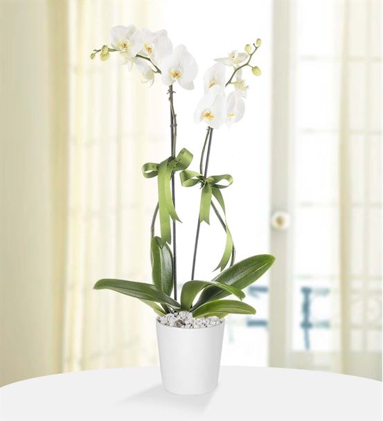 Ýkili Beyaz Orkide