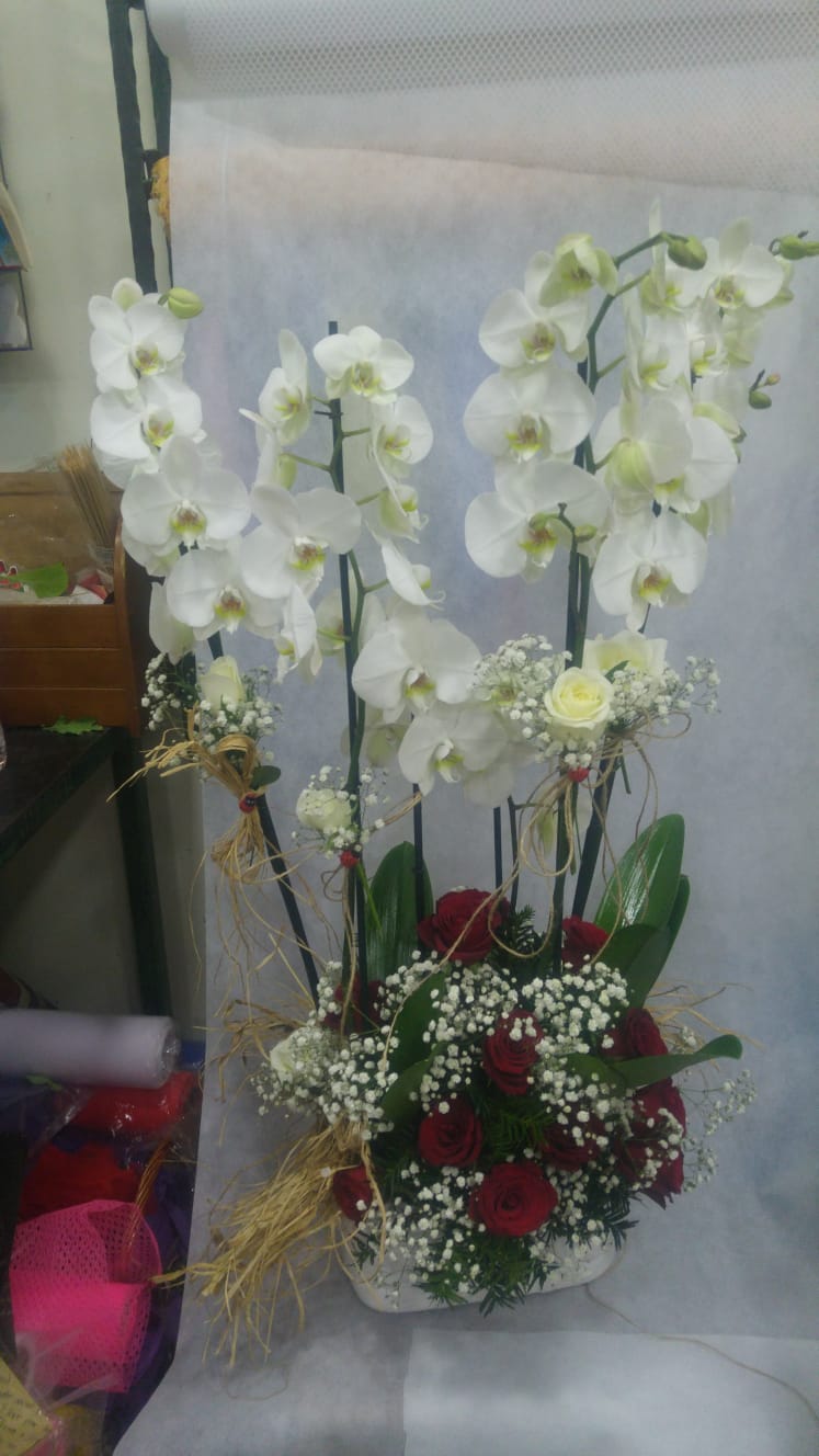 6 dallý beyaz orkide