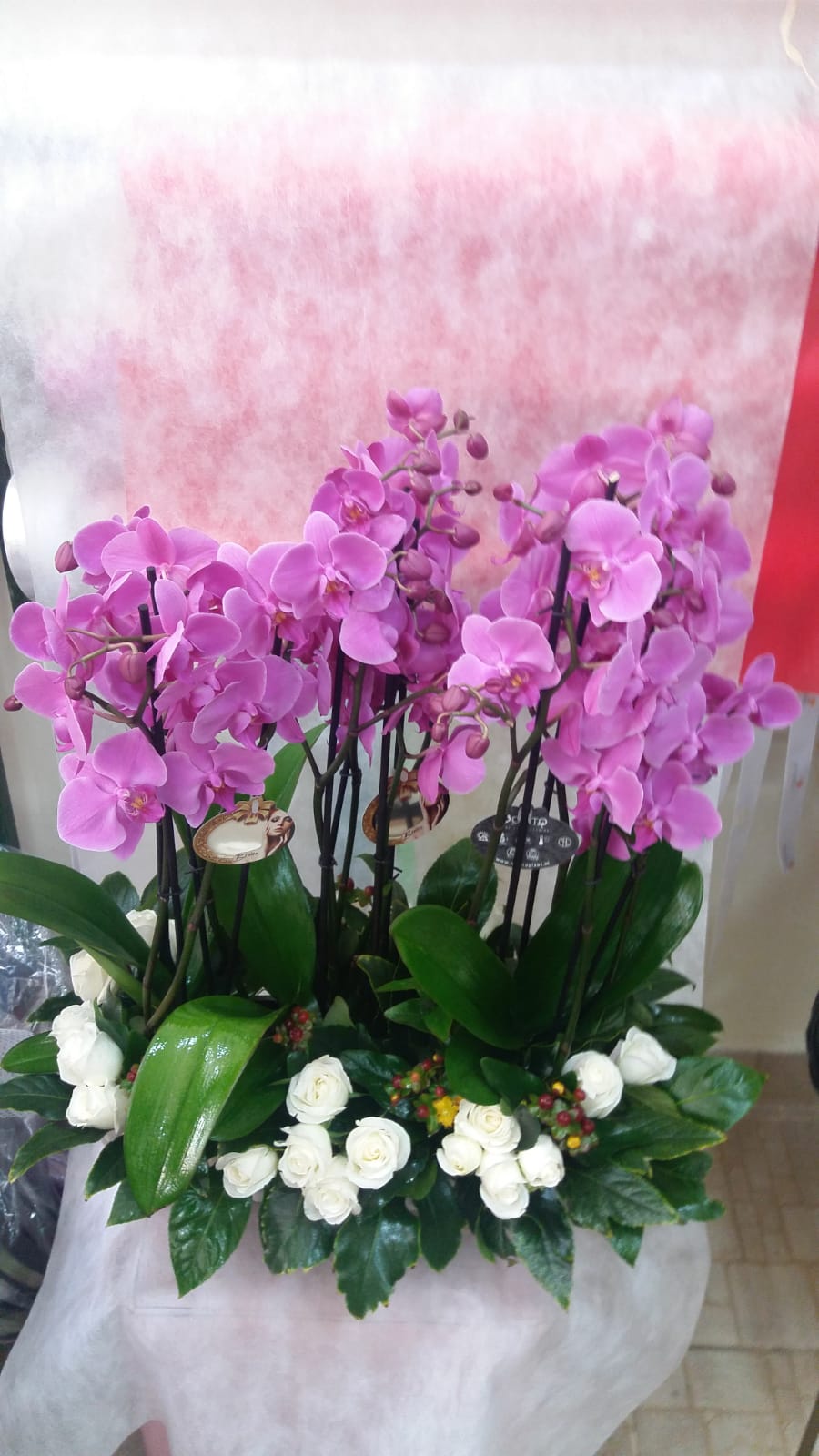 12 dallý mor orkide