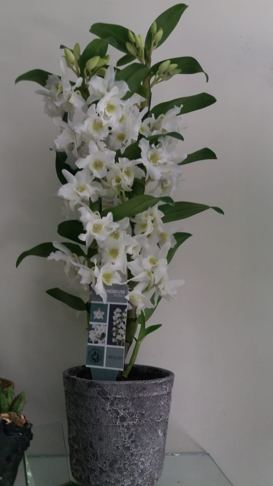 Dendoryum orkide