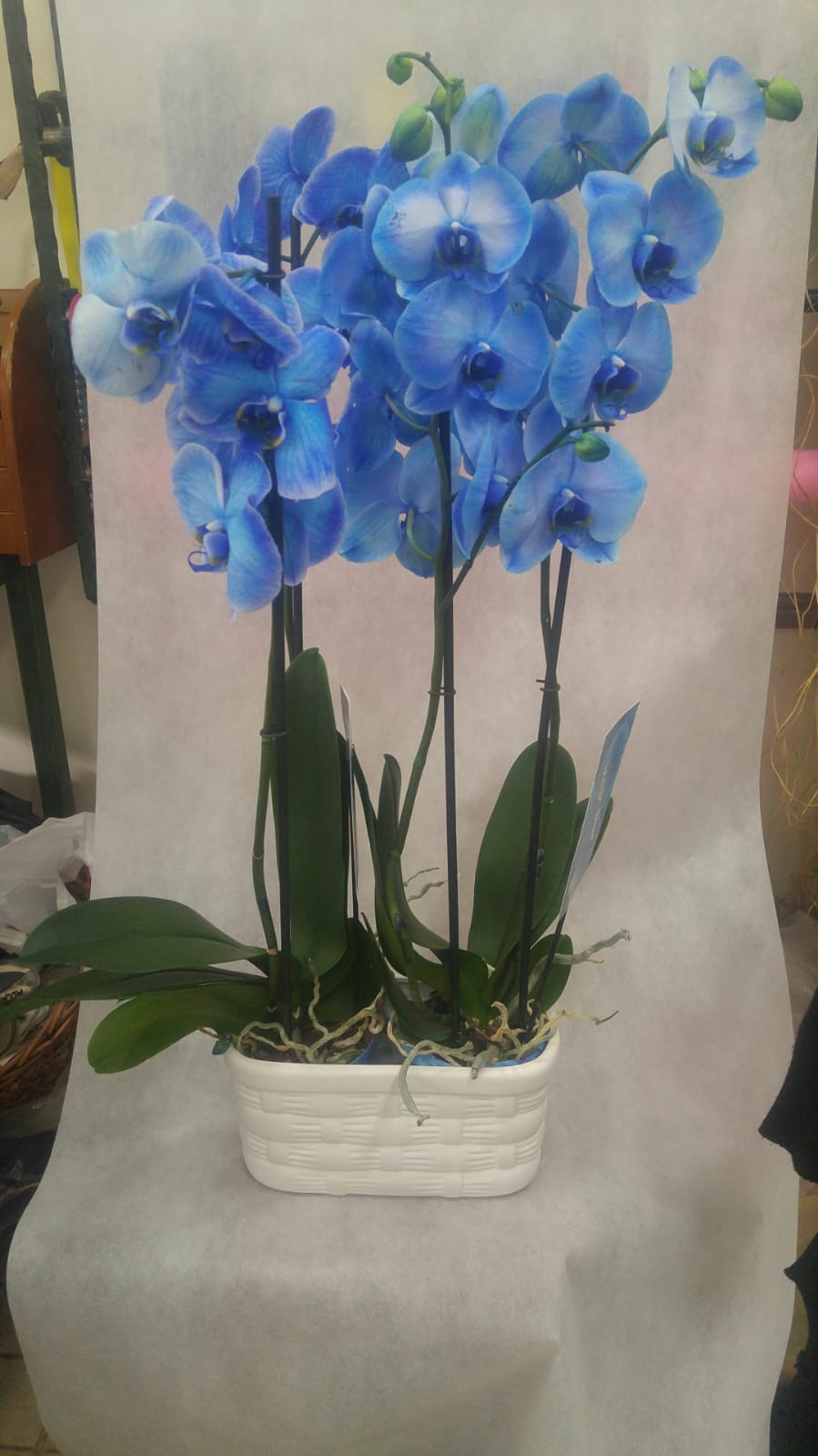 4 dallý mavi orkide