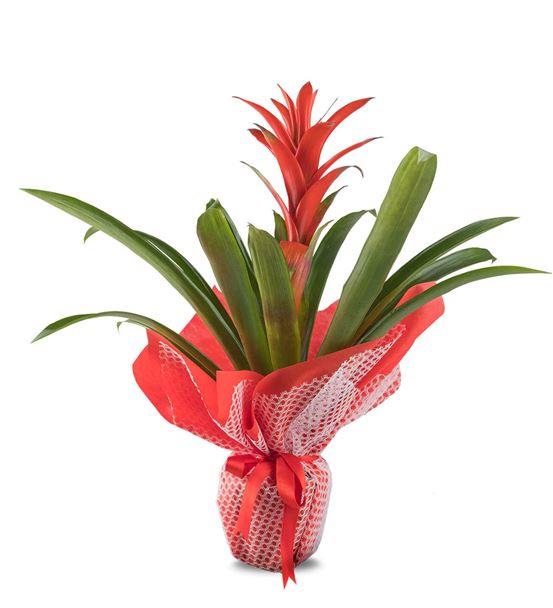 Krmz Guzmania Saks iei